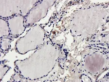 Anti-CD69 antibody used in IHC (Paraffin sections) (IHC-P). GTX37447