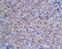 Anti-Apelin antibody used in IHC (Paraffin sections) (IHC-P). GTX37465