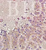 Anti-NPY1R antibody used in IHC (Paraffin sections) (IHC-P). GTX37593
