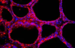 Anti-NIS antibody used in IHC (Frozen sections) (IHC-Fr). GTX37599