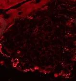 Anti-Fibronectin antibody used in IHC (Frozen sections) (IHC-Fr). GTX37694