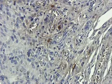 Anti-CD68 antibody used in IHC (Paraffin sections) (IHC-P). GTX37743