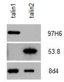 Anti-Talin-2 antibody [53.8] used in Western Blot (WB). GTX38970