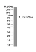 Anti-PI3 kinase p85 alpha antibody [U5] used in Western Blot (WB). GTX39409