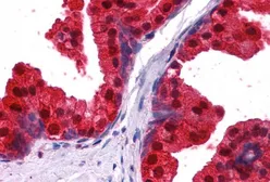 Anti-NDRG1 antibody, C-term used in IHC (Paraffin sections) (IHC-P). GTX41727