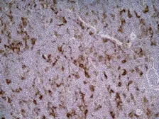 Anti-CD86 antibody [24F] used in IHC (Frozen sections) (IHC-Fr). GTX41788