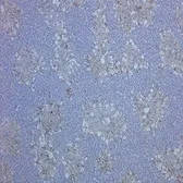 Anti-CD68 antibody [ED1] used in IHC (Paraffin sections) (IHC-P). GTX41868