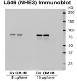 Anti-NHE3 antibody used in Western Blot (WB). GTX41967