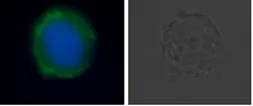 Anti-DR5 antibody [DJR2-4] used in Flow cytometry (FCM). GTX42180