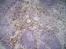 Anti-CD169 antibody [3D6.112] (Low endotoxin, azide free) used in IHC (Frozen sections) (IHC-Fr). GTX42362