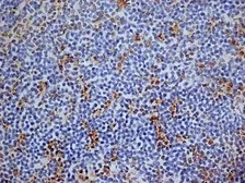Anti-CD13 antibody [R3-63] (Low endotoxin, azide free) used in IHC (Frozen sections) (IHC-Fr). GTX42442