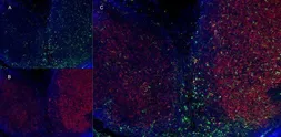 Anti-CD11b antibody [M1/70.15] (Low endotoxin, azide free) used in IHC (Frozen sections) (IHC-Fr). GTX42473