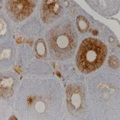 Anti-AMH antibody [5/6] used in IHC (Paraffin sections) (IHC-P). GTX42794