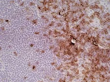 Anti-CD4 antibody [OX-35] used in IHC (Frozen sections) (IHC-Fr). GTX44519