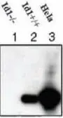 Anti-ID1 antibody [195-14] used in Western Blot (WB). GTX44599