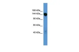 Anti-Basonuclin 2 antibody, C-term used in Western Blot (WB). GTX44668