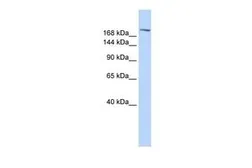 Anti-Cyclin B3 antibody, C-term used in Western Blot (WB). GTX44671