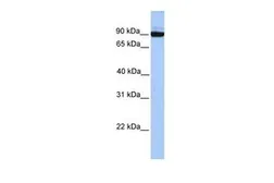 Anti-PCDH17 antibody, C-term used in Western Blot (WB). GTX45400