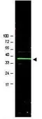 Anti-Bmi1 antibody used in Western Blot (WB). GTX45791