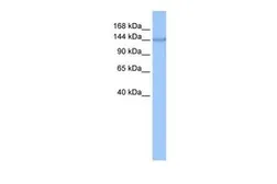 Anti-COPA antibody, N-term used in Western Blot (WB). GTX45828