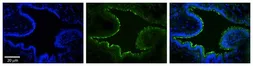 Anti-MTX2 antibody, N-term used in IHC (Paraffin sections) (IHC-P). GTX45847