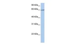 Anti-PCDHA4 antibody, N-term used in Western Blot (WB). GTX46081