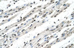 Anti-RCE1 antibody, N-term used in IHC (Paraffin sections) (IHC-P). GTX46634