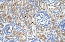 Anti-ARMCX6 antibody, N-term used in IHC (Paraffin sections) (IHC-P). GTX46680