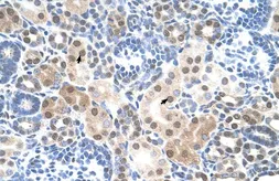 Anti-SLC25A45 antibody, C-term used in IHC (Paraffin sections) (IHC-P). GTX46850