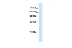 Anti-RNF165 antibody, N-term used in Western Blot (WB). GTX46890
