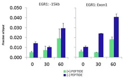 Anti-FBXO11 antibody, Internal used in ChIP assay (ChIP assay). GTX46904