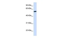 Anti-NELF antibody, N-term used in Western Blot (WB). GTX47024