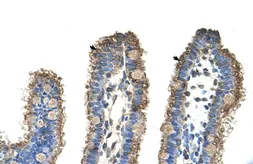 Anti-RHOBTB1 antibody, Internal used in IHC (Paraffin sections) (IHC-P). GTX47103