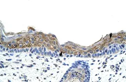 Anti-SRP19 antibody, Internal used in IHC (Paraffin sections) (IHC-P). GTX47380