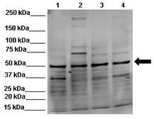 Anti-NUCB2 antibody, Internal used in Western Blot (WB). GTX47487