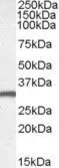 Anti-EN2 antibody, C-term used in Western Blot (WB). GTX47599