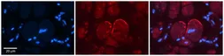 Anti-NMDAR2C antibody, N-term used in IHC (Paraffin sections) (IHC-P). GTX47702