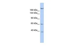 Anti-KIF13B antibody, N-term used in Western Blot (WB). GTX47729