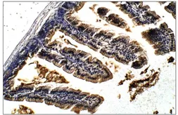 Anti-Lactase antibody used in IHC (Paraffin sections) (IHC-P). GTX47808