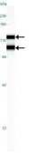 Anti-OPA1 antibody used in Western Blot (WB). GTX48589