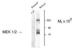 Anti-MEK1 (phospho Ser217) + MEK2 (phospho Ser221) antibody used in Western Blot (WB). GTX48615