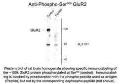 Anti-GluR2 (phospho Ser880) antibody used in Western Blot (WB). GTX48639