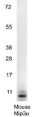Anti-MIP3 alpha antibody used in Western Blot (WB). GTX48690