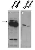 Anti-Pogz antibody used in Western Blot (WB). GTX48710