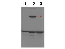 Anti-ASPP1 antibody used in Western Blot (WB). GTX48719