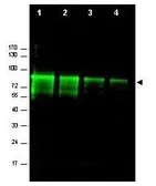 Anti-Mre11 antibody used in Western Blot (WB). GTX48735