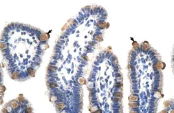 Anti-GTF3C5 antibody, C-term used in IHC (Paraffin sections) (IHC-P). GTX49000