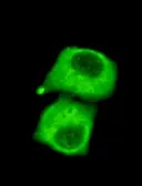 Anti-Pyruvate Dehydrogenase antibody [3H2-F8-B5] used in Immunocytochemistry/ Immunofluorescence (ICC/IF). GTX49178