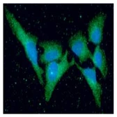 Anti-KIR2DL3 antibody [190IIC311] used in Immunocytochemistry/ Immunofluorescence (ICC/IF). GTX50078