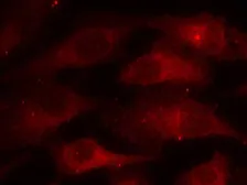 Anti-Caveolin 1 (phospho Tyr14) antibody used in Immunocytochemistry/ Immunofluorescence (ICC/IF). GTX50156